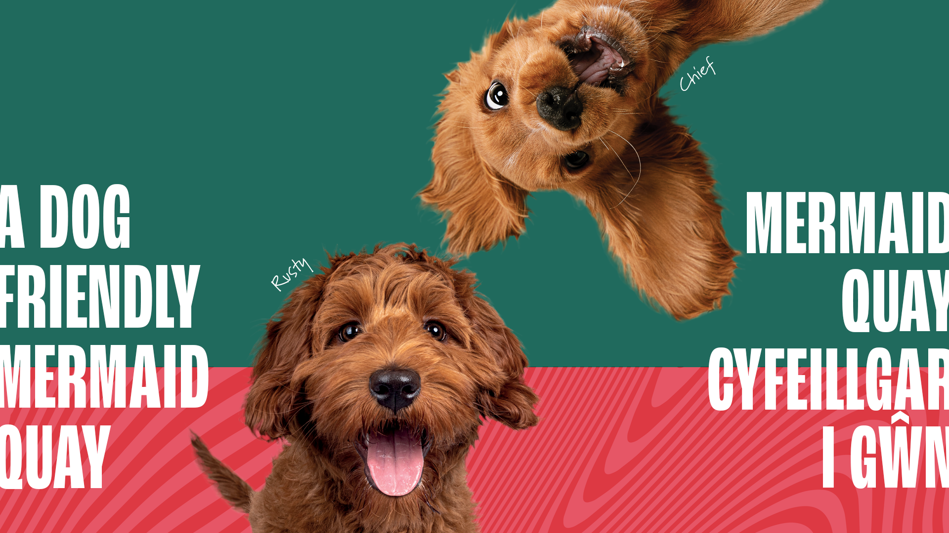 MQ-Dog-Friendly-Website-Banner-V1